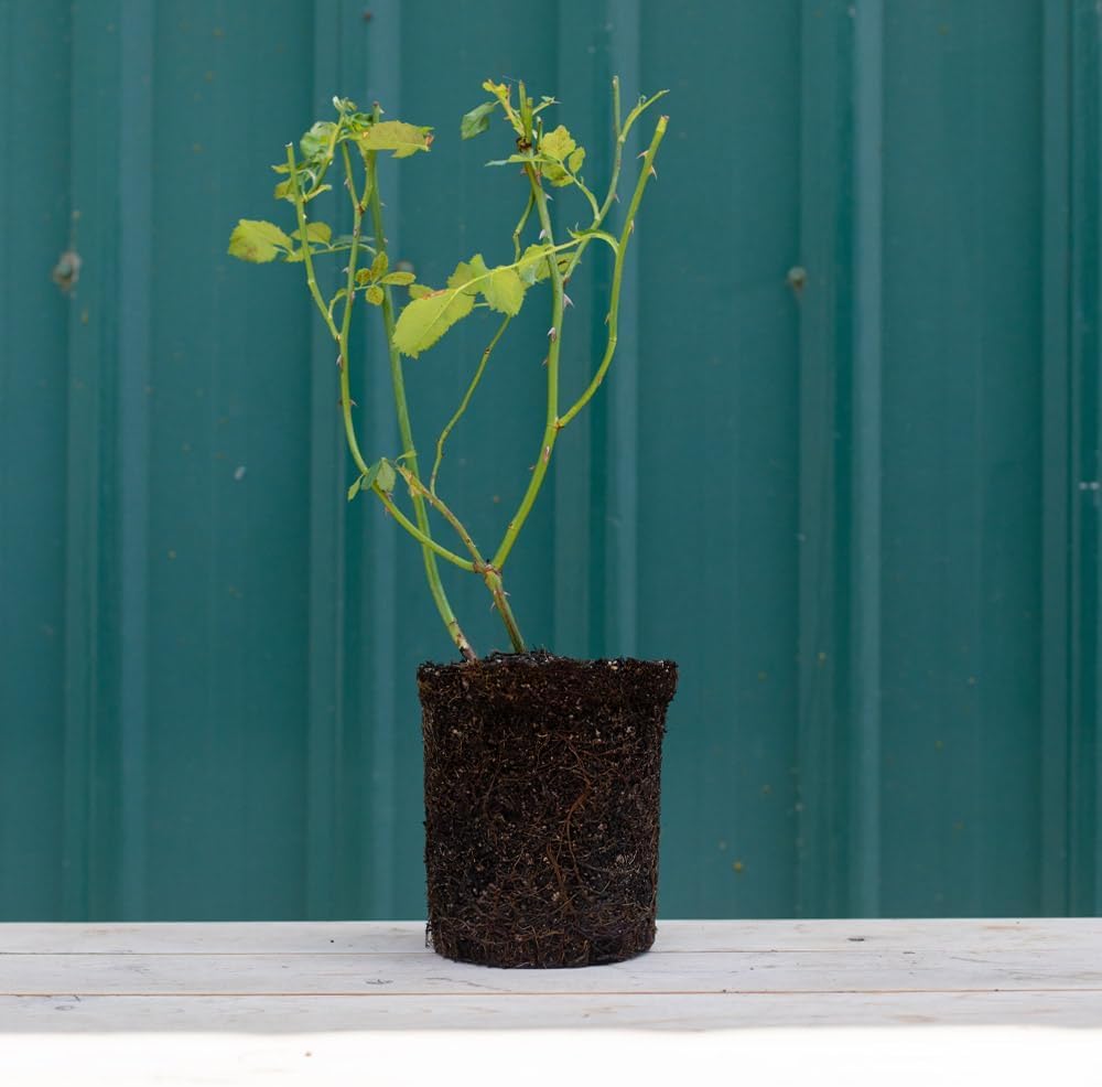 Heirloom Roses Rose Plant - Spiced Coffee Rose Bush, Hybrid Tea Live Plant for Planting Outdoors