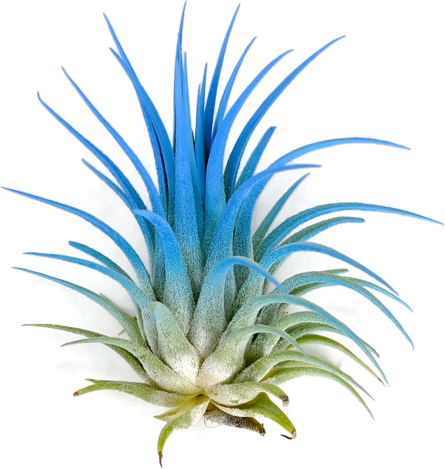Ionantha Guatemala Tillandsia Air Plant, Guatemala Tillandsia Live Airplant, Healthy Arrival Guaranteed, Great Indoor Plant, Home Decor & Gift (Sky Blue)