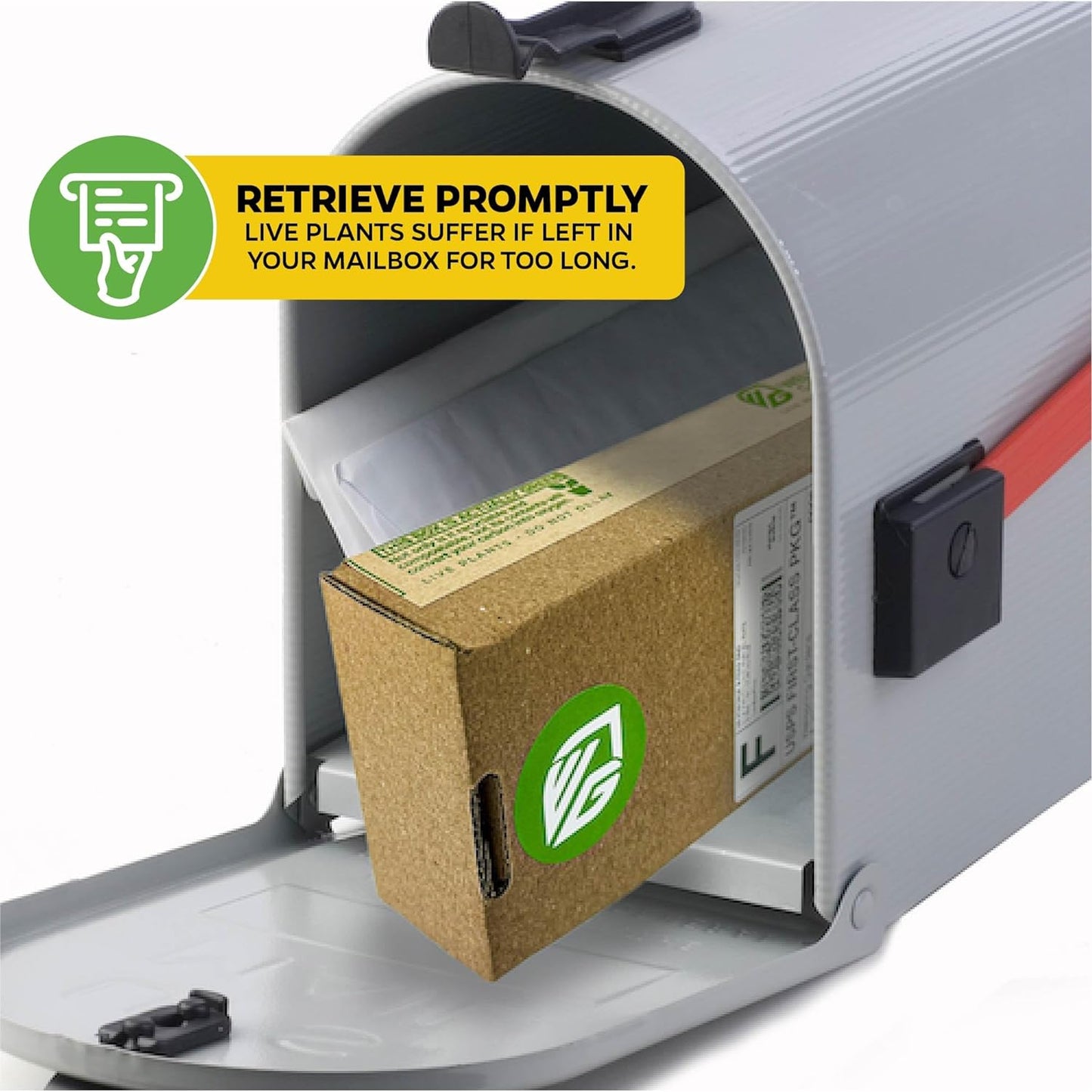 Fignomenal Dwarf Fig Live Plant - Ficus carica - Wellspring Gardens Starter Potted Plant for Indoor and Outdoor Home Decor, Gift Essential for House