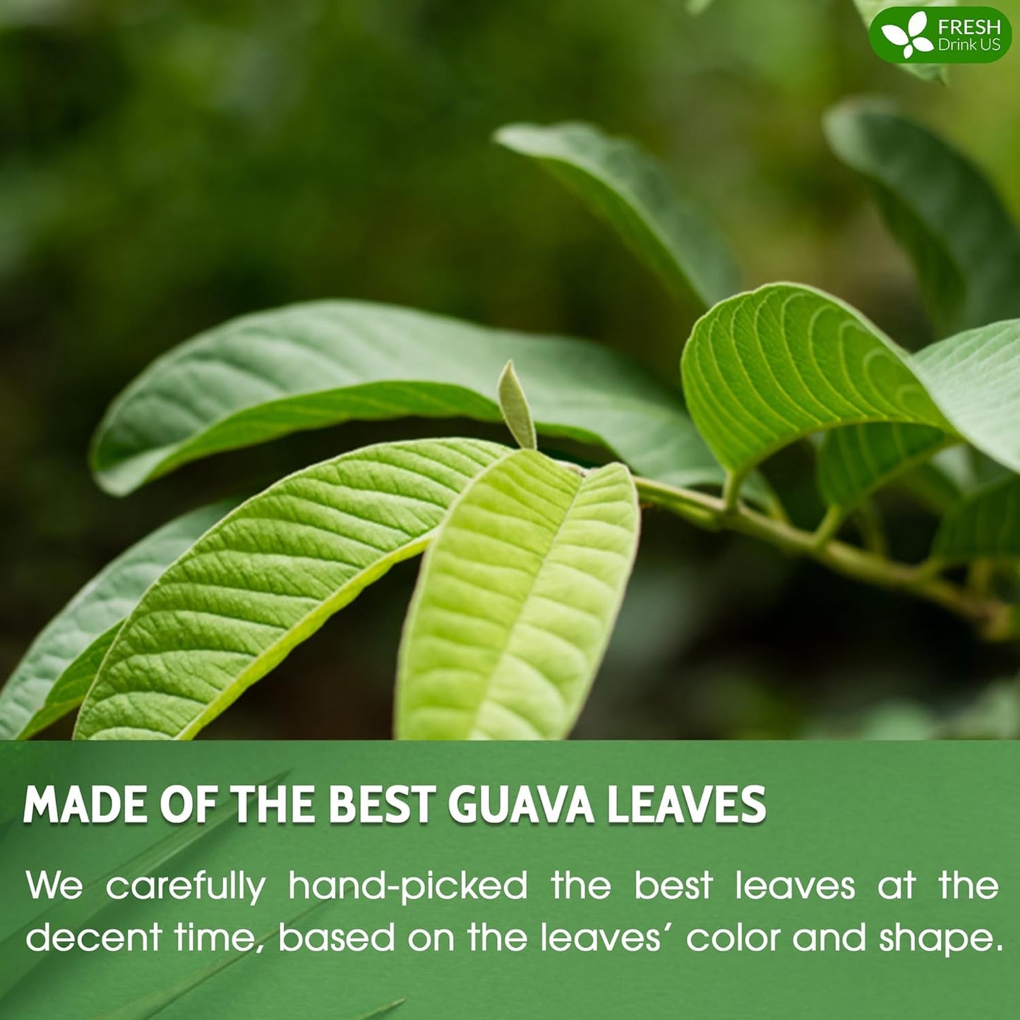 FreshDrinkUS, Premium 135 Guava Leaf Tea Bags, Handmade, From Great Origin, 100% Natural and Pure. Guava Tea, Loose Leaf Herbal Tea. No Sugar/Caffeine/Gluten, Vegan.