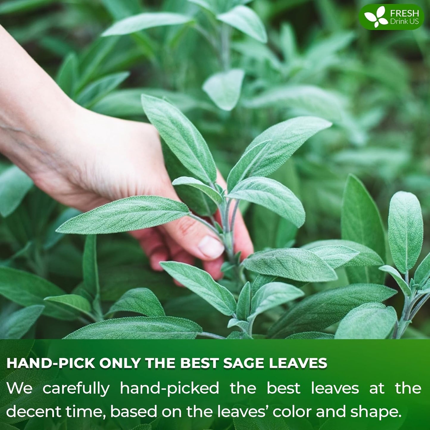 FreshDrinkUS Premium 135 Sage Leaf Tea Bags, 100% Natural & Pure. Loose Leaf Sage Herbal Tea. Made with Natural Material Tea Bags. No Sugar, No Caffeine, No Gluten, Vegan