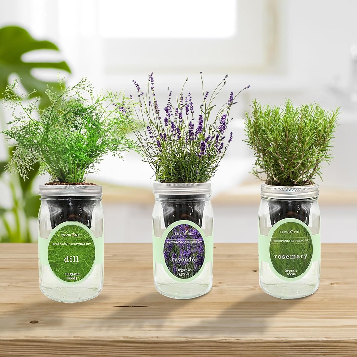 Hydroponic Herb Growing Kit Set, Self-Watering Mason Jar Herb Garden Starter Kit Indoor, Grow Your Own Herbs from Seeds (Dill, Lavender & Rosemary)