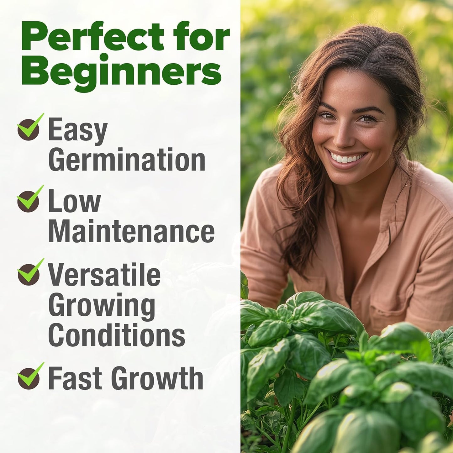 HOME GROWN 𝗨𝗦𝗔 𝗣𝗥𝗘𝗠𝗜𝗨𝗠 Italian Basil Seeds Bulk Pack 1,424 Sweet Large Leaf Basil Seeds for Planting 𝗡𝗢𝗡-𝗚𝗠𝗢 and Heirloom Herb Seeds for Planting Indoors or Outdoors (Ocimum basilicum)