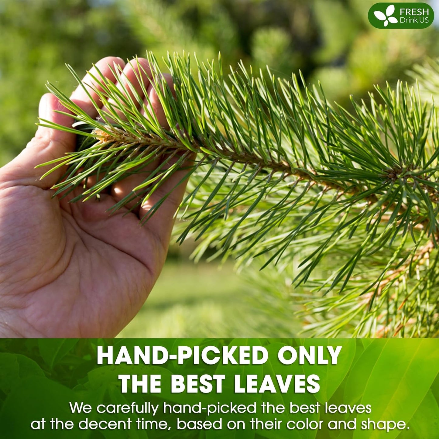 FreshDrinkUS, Pine Needle Tea Bags β 75 Tea Bags, Naturally Caffeine-Free, Refreshing Herbal Tea, Wild-Harvested Pine Leaves, Aromatic and Soothing β Non-GMO & Eco-Friendly Packaging