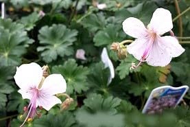 Greenwood Nursery: Live Perennial Plants - 'Biokovo' Cranesbill + Geranium x Cantabrigiense - [Qty: 3X Pint Pots] - (Click for Other Available Plants/Quantities)