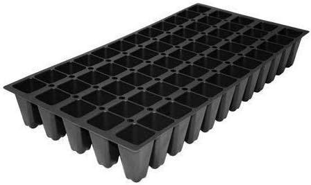 Japanese Holly Fern - 20 Live Plants - Cyrtomium Falcatum Rochfordianum