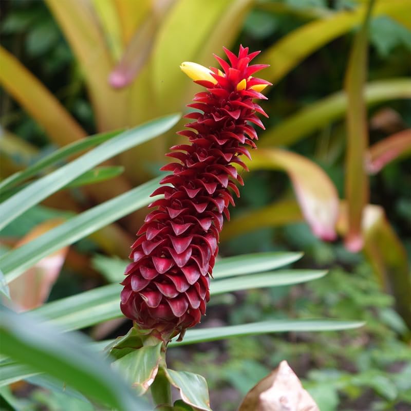 Ginger Root Plant (4 Pack) | Live Edible Plant for Planting | Grow Your Own Fresh Ginger at Home | Spicy & Aromatic Rhizome for Cooking & Tea | Easy to Grow Perennial for Organic Gardens