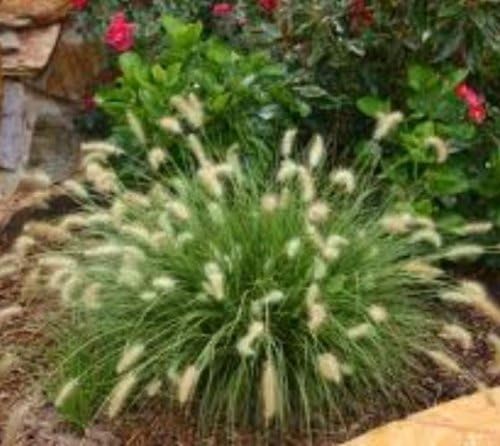 Hameln Dwarf Fountain Grass - Live Plant - Trade Gallon Pot