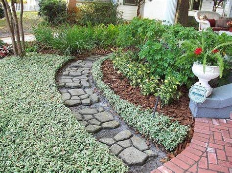 Jasmine Asiatic Variegated Plants | 15 Live 4 Inch Pots | Trachelospermum Asiaticum 'Variegata' | Fragrant Ground Cover | Evergreen Vine