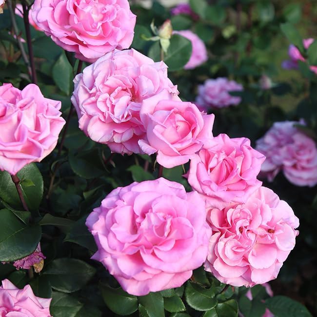 Heirloom Roses Pink Rose Plant - Eleganza® Beverly Hybrid Tea Rose Bush, Fragrant Roses Good for Planting in Pots Or Outdoors