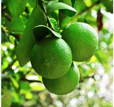 Father's Day Live Persian Lime Tree Gift, Dwarf Citrus Tree, Easy to Grow, Indoor/Outdoor, Unique Gift for Dad, Home Gardeners, by The Magnolia Company, Can't Ship to CA, AL, AZ, LA, TX