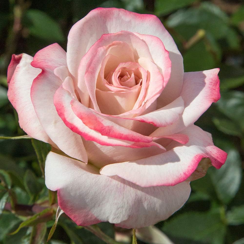 Heirloom Roses Rose Plant - Pinkerbelle™ Rose Bush, Hybrid Tea Roses Live Plant for Planting Outdoors