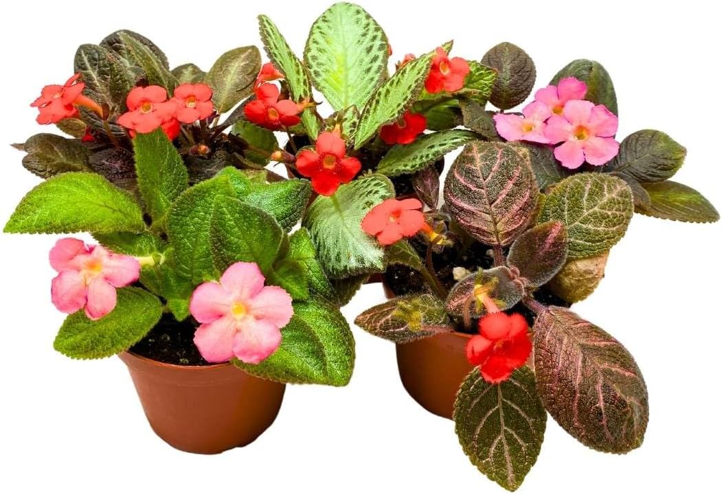 Harmony's Flame Violets Colorful Episcia Grower's Choice Mix 4 inch Set of 5 Rare Variegated and Collector's Varieties