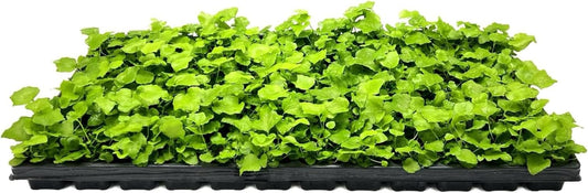 Japanese Holly Fern - 10 Live Plants - Cyrtomium Falcatum Rochfordianum