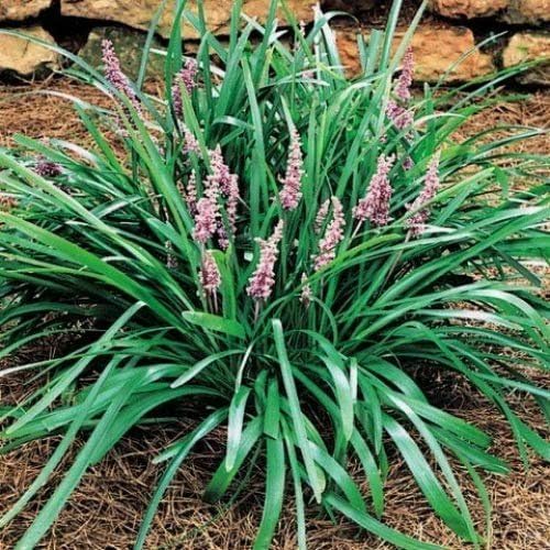 Emerald Goddess Liriope Muscari - 20 Live Plants - Drought Tolerant Low Maintenance Evergreen Ground Cover Grass