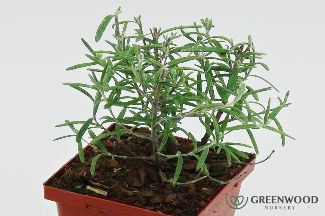 Greenwood Nursery: Live Perennial Plants - ARP Rosemary + Rosmarinus Officinalis - [Qty: 10x 3.5 Pots] - (Click for Other Available Plants/Quantities)