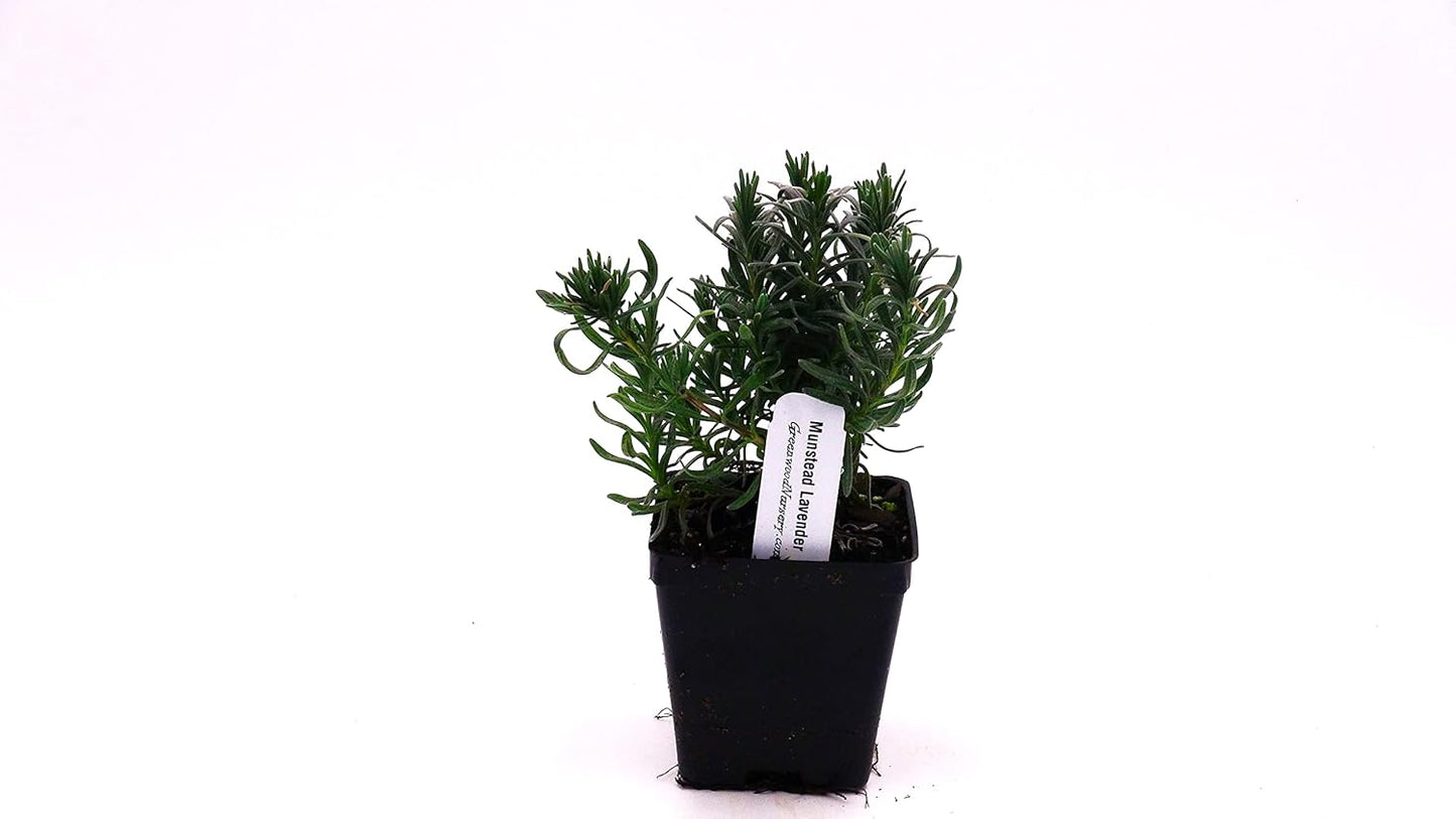 Greenwood Nursery: Live Perennial Plants - Munstead Lavender + Lavandula Angustifolia - [Qty: 10x 3.5 Pots] - (Click for Other Available Plants/Quantities)