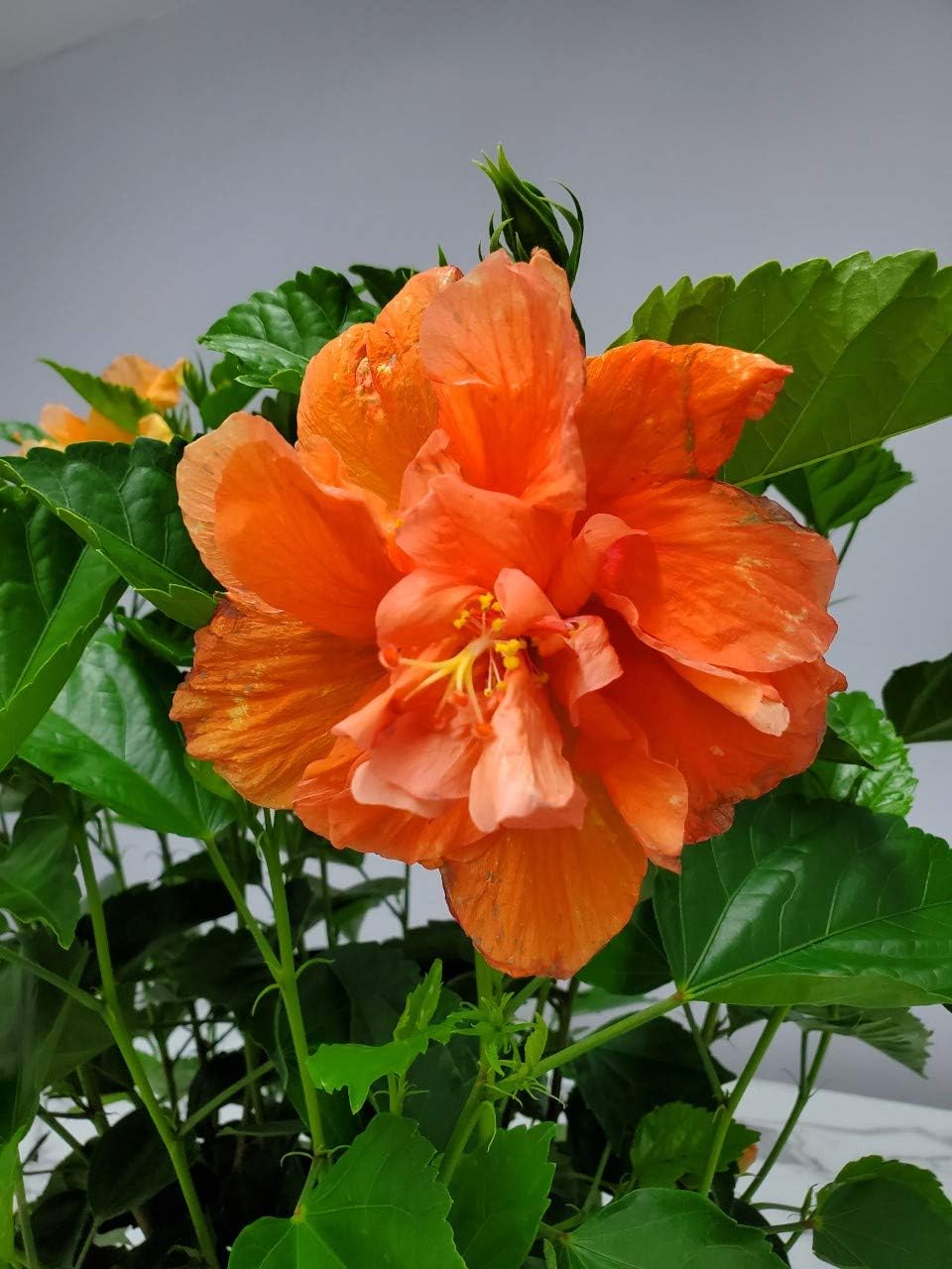 Hibiscus Bush - Double Peach Flowering Plant Live - Overall Height 26" to 28" - Tropical Plants of Florida (Plant Only)