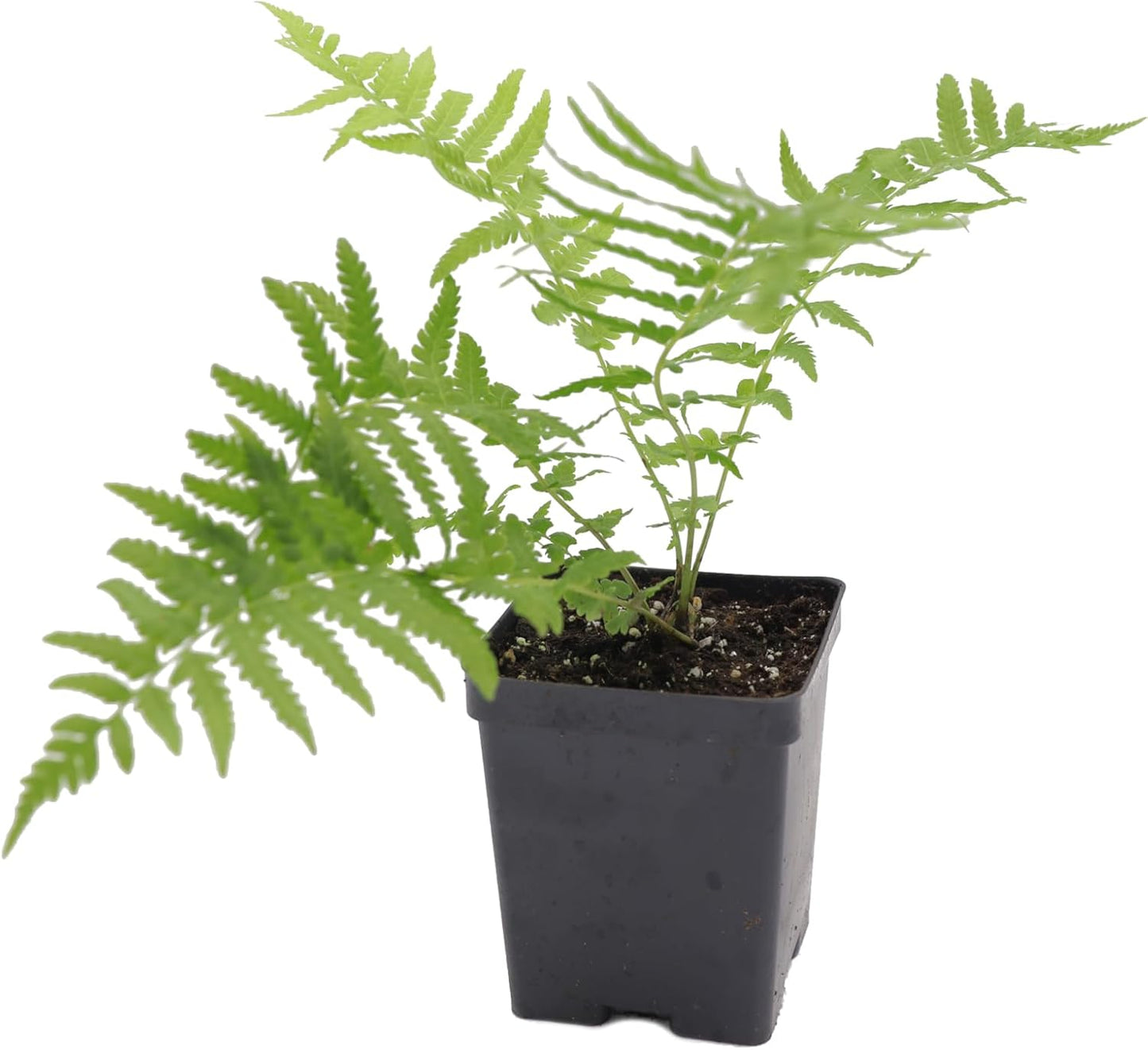 Greenwood Nursery: Live Perennial Plants - Ostrich Fern + Matteuccia Struthiopteris - [Qty: 5X Pint Pots] - (Click for Other Available Plants/Quantities)
