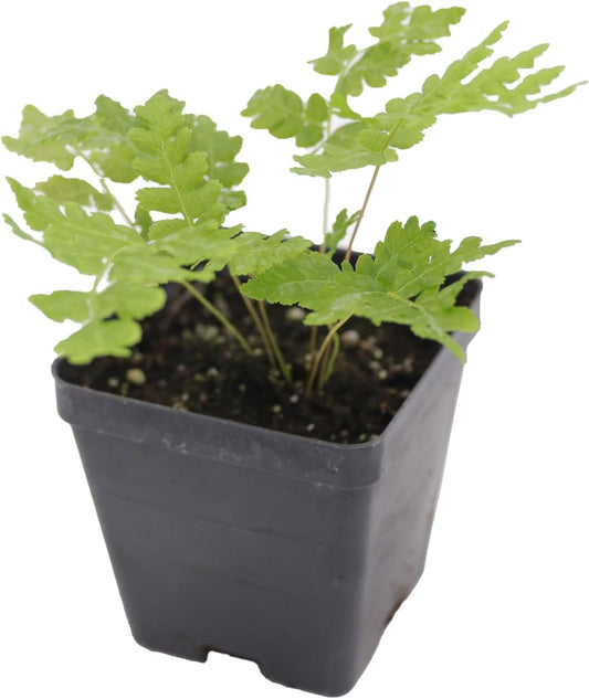 Greenwood Nursery: Live Perennial Plants - Cinnamon Fern + Osmundastrum Cinnamomeum - [Qty: 3X Pint Pots] - (Click for Other Available Plants/Quantities)