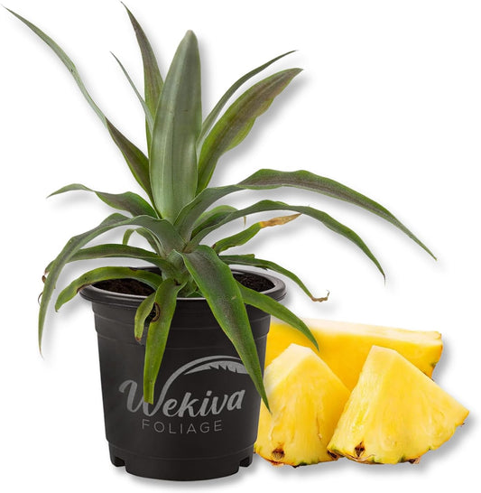 Florida Special Pineapple Plant - Live Plant in a 4 Inch Growers Pot - Ananas Comosus - Edible Fruit Tree for Patio and Garden