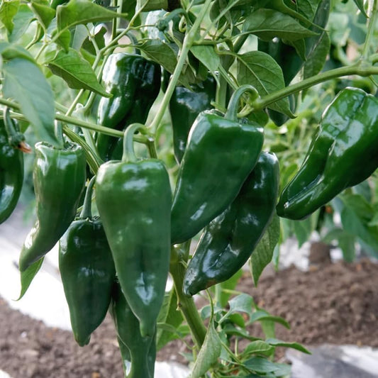 Green Jalapeno Pepper Plant Live in 2.5 Inch Pot for Planting Outdoor