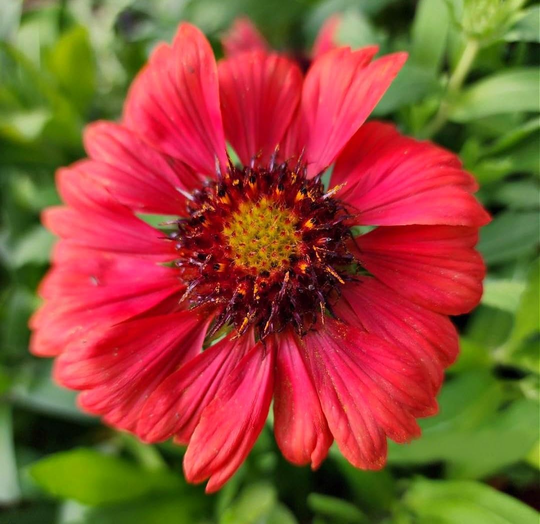Greenwood Nursery: Live Perennial Plants - 'Mesa Red' + Gaillardia x Grandiflora - [Qty: 5X Pint Pots] - (Click for Other Available Plants/Quantities)