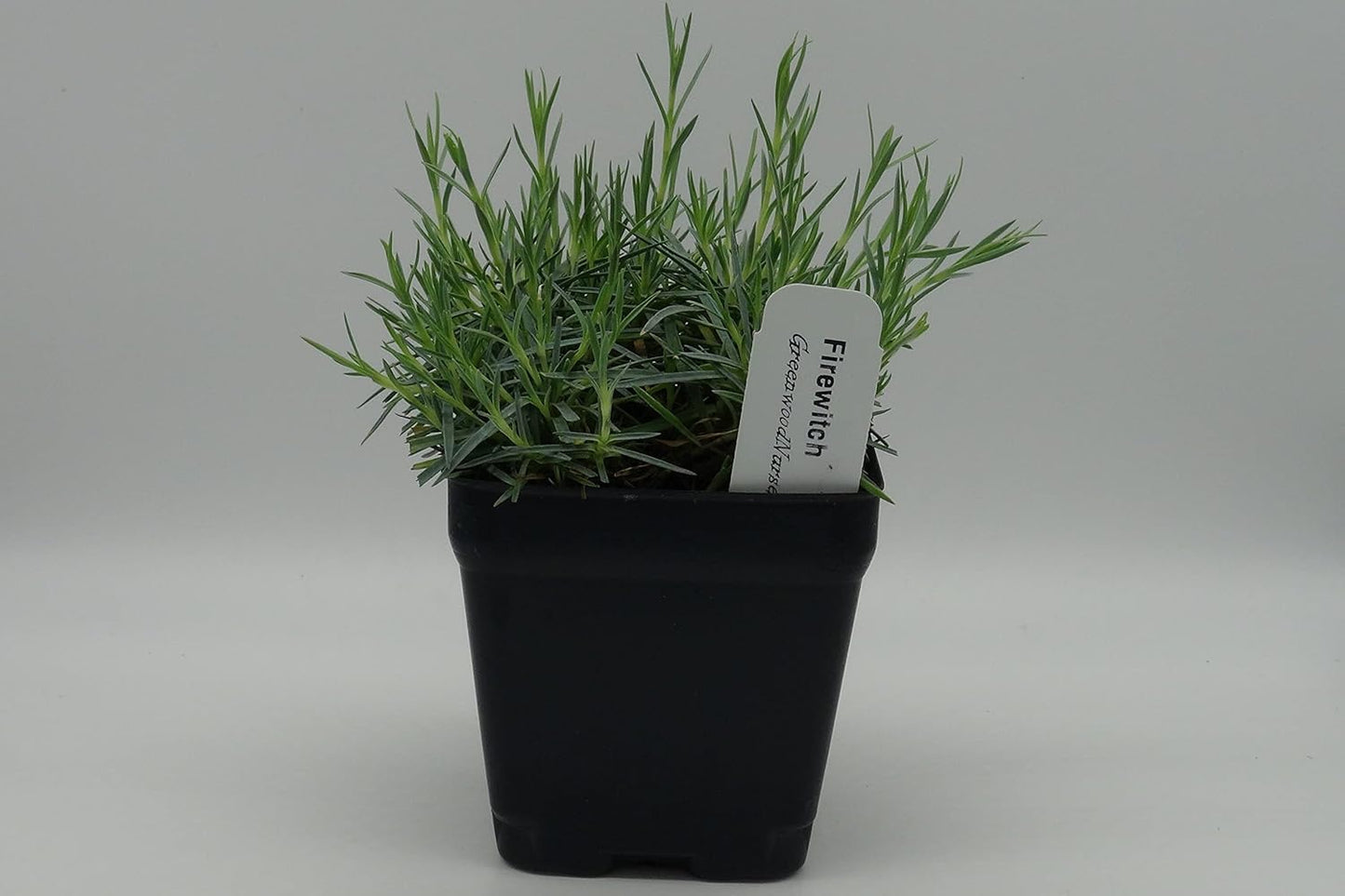 Greenwood Nursery: Live Perennial Plants - Firewitch + Dianthus Gratianopolitanus - [Qty: 10x 3.5 Pots] - (Click for Other Available Plants/Quantities)