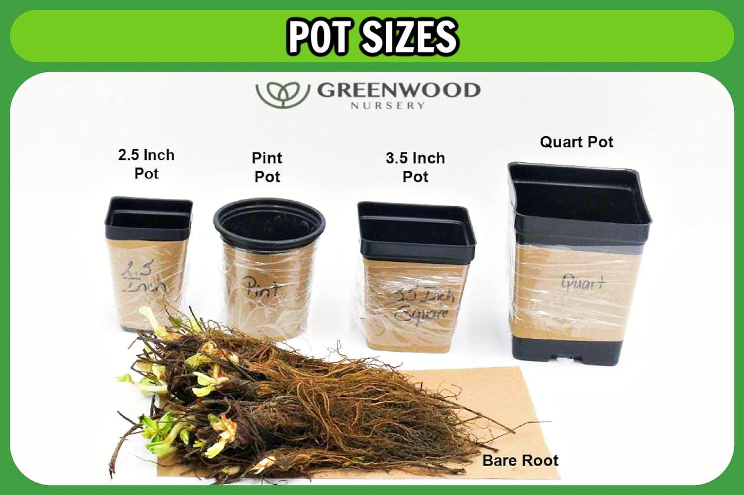 Greenwood Nursery: Live Perennial Plants - Blue False Indigo + Baptisia Australis - [Qty: 5X Pint Pots] - (Click for Other Available Plants/Quantities)