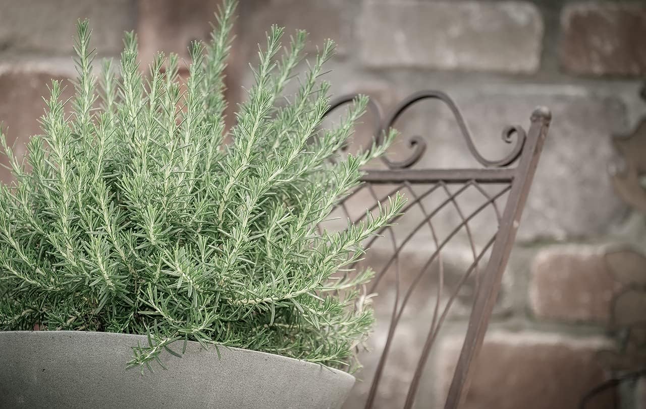 Greenwood Nursery: Live Perennial Plants - Creeping Rosemary + Rosmarinus Officinalis Prostratus - [Qty: 5X 3.5 Pots] - (Click for Other Available Plants/Quantities)