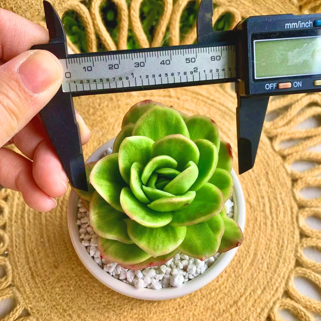 FWPP Succulents Plants Live,Echeveria ice Rose Variegated 3.5 inches Green Mini Indoor Plants,Bare Root Without Pot Soil,Live Plants for Gift Party Wedding Garden Baby Shower DIY Decor