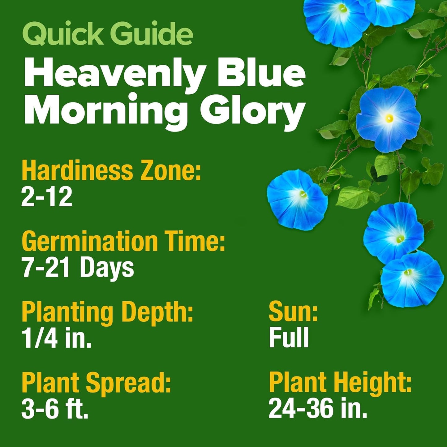 HOME GROWN 𝗨𝗦𝗔 𝗣𝗥𝗘𝗠𝗜𝗨𝗠 Heavenly Blue Morning Glory - 150 Heirloom Seeds for Planting, 𝗡𝗢𝗡-𝗚𝗠𝗢 Ideal for a Flower Garden That Attracts Pollinators and Birds (Ipomoea Tricolor)
