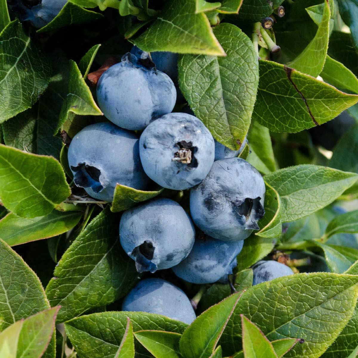 GURNEY'S - Tophat Dwarf Patio Blueberry Bush, Fruit Bearing Starter Plant, Grown in a 4 inch Pot - Due to restrictions Can't Ship to: CA, GA, MI, OR, or WA