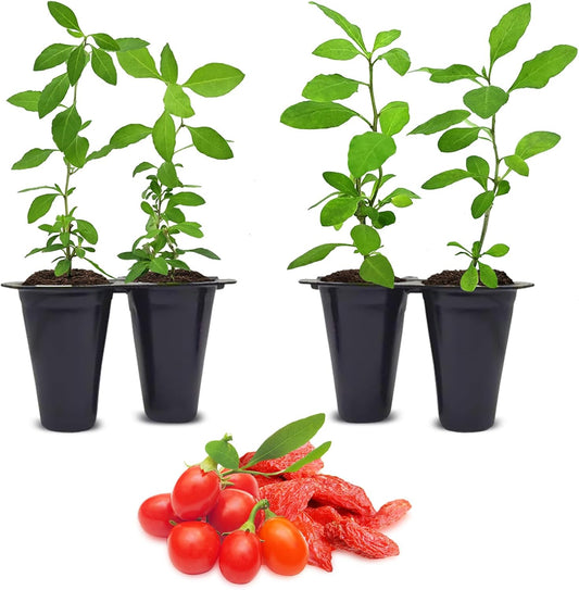 Goji Berry (Wolfberry) Plants (4 Pack) –Rare Berry Variety, Cold-Hardy to -10°F, Drought-Tolerant, Self-Fertile Yielding Sweet Red Berries Live Starter Plants for Planting