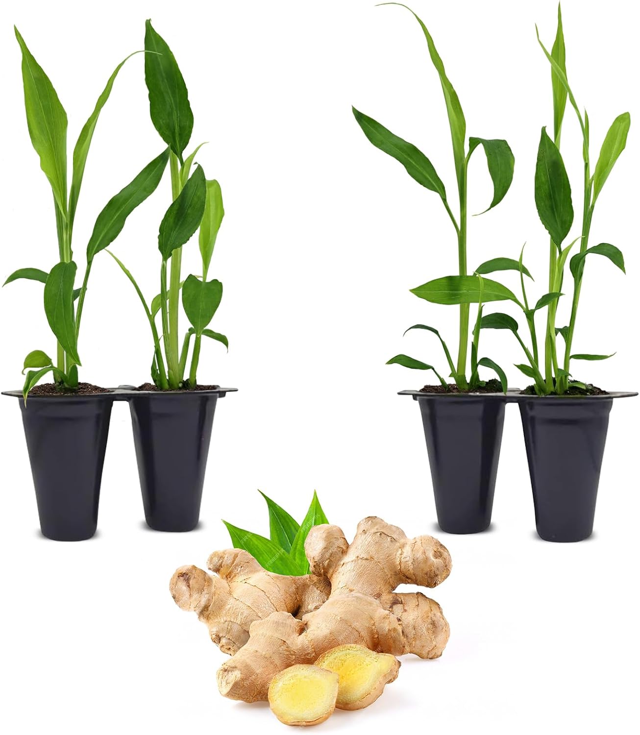 Ginger Root Plant (4 Pack) | Live Edible Plant for Planting | Grow Your Own Fresh Ginger at Home | Spicy & Aromatic Rhizome for Cooking & Tea | Easy to Grow Perennial for Organic Gardens