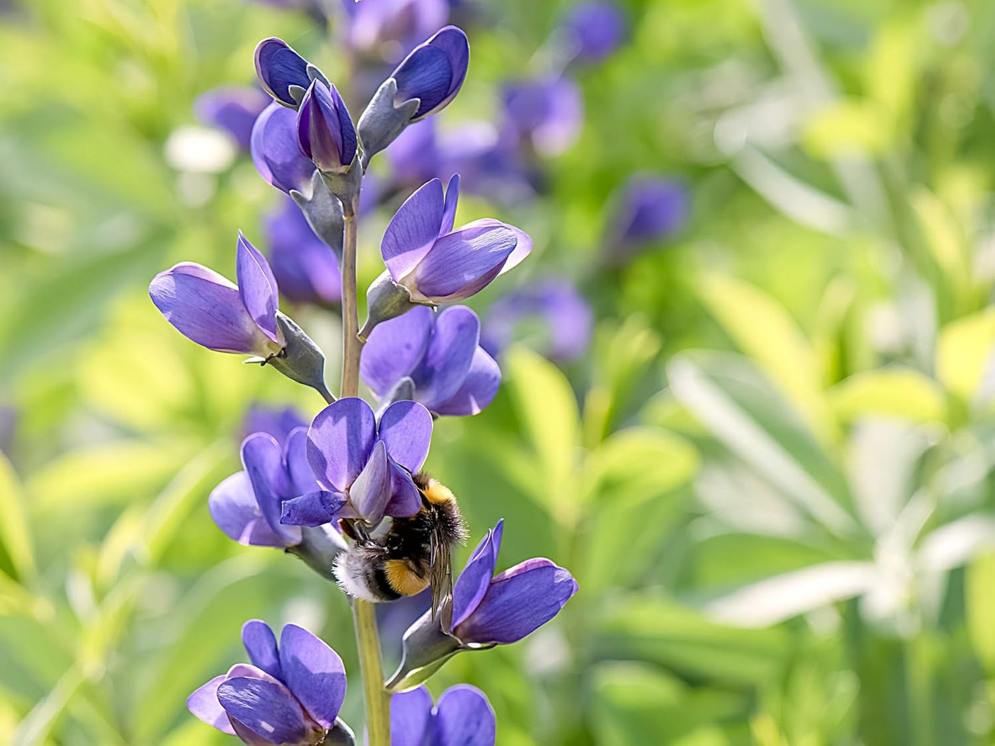 Greenwood Nursery: Live Perennial Plants - Blue False Indigo + Baptisia Australis - [Qty: 3X Pint Pots] - (Click for Other Available Plants/Quantities)