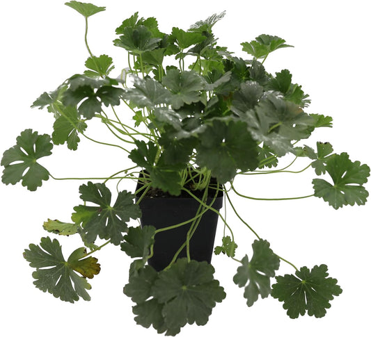 Greenwood Nursery: Live Perennial Plants - 'Biokovo' Cranesbill + Geranium x Cantabrigiense - [Qty: 1x Pint Pot] - (Click for Other Available Plants/Quantities)