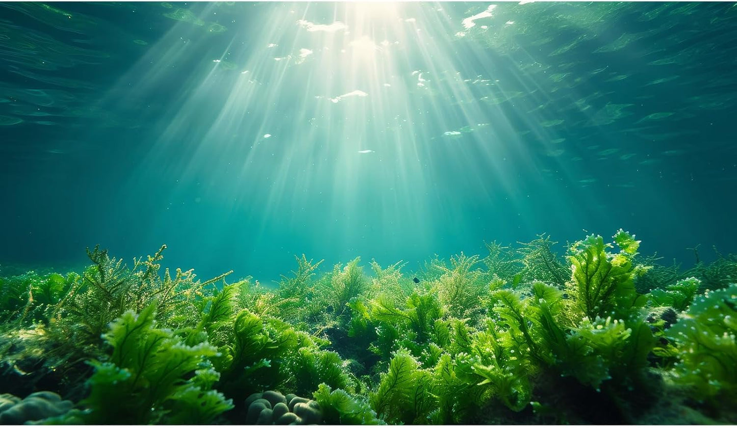 Deep Ocean Fish Tank Background Under The Sea Aquatic Plants Aquarium Background Underwater Corals Sunray Terrarium Backgrounds Tropical Fish Ocean World Aquarium Backgrounds Decorations 72x24in