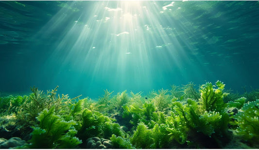 Deep Ocean Fish Tank Background Under The Sea Aquatic Plants Aquarium Background Underwater Corals Sunray Terrarium Backgrounds Tropical Fish Ocean World Aquarium Backgrounds Decorations 30x12in