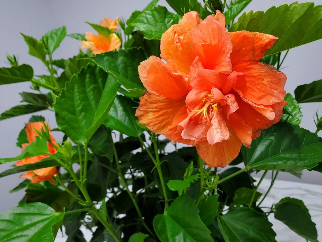 Hibiscus Bush - Double Peach Flowering Plant Live - Overall Height 26" to 28" - Tropical Plants of Florida (Plant Only)
