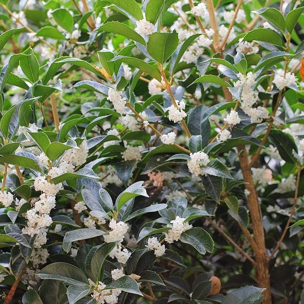 Fragrant Tea Olive | 1 Live Gallon Size Plant | Osmanthus fragrans | Ideal for Gardens & Landscaping | Easy-to-Grow Evergreen Shrub | Delightful Sweet Scent | Decorative & Versatile