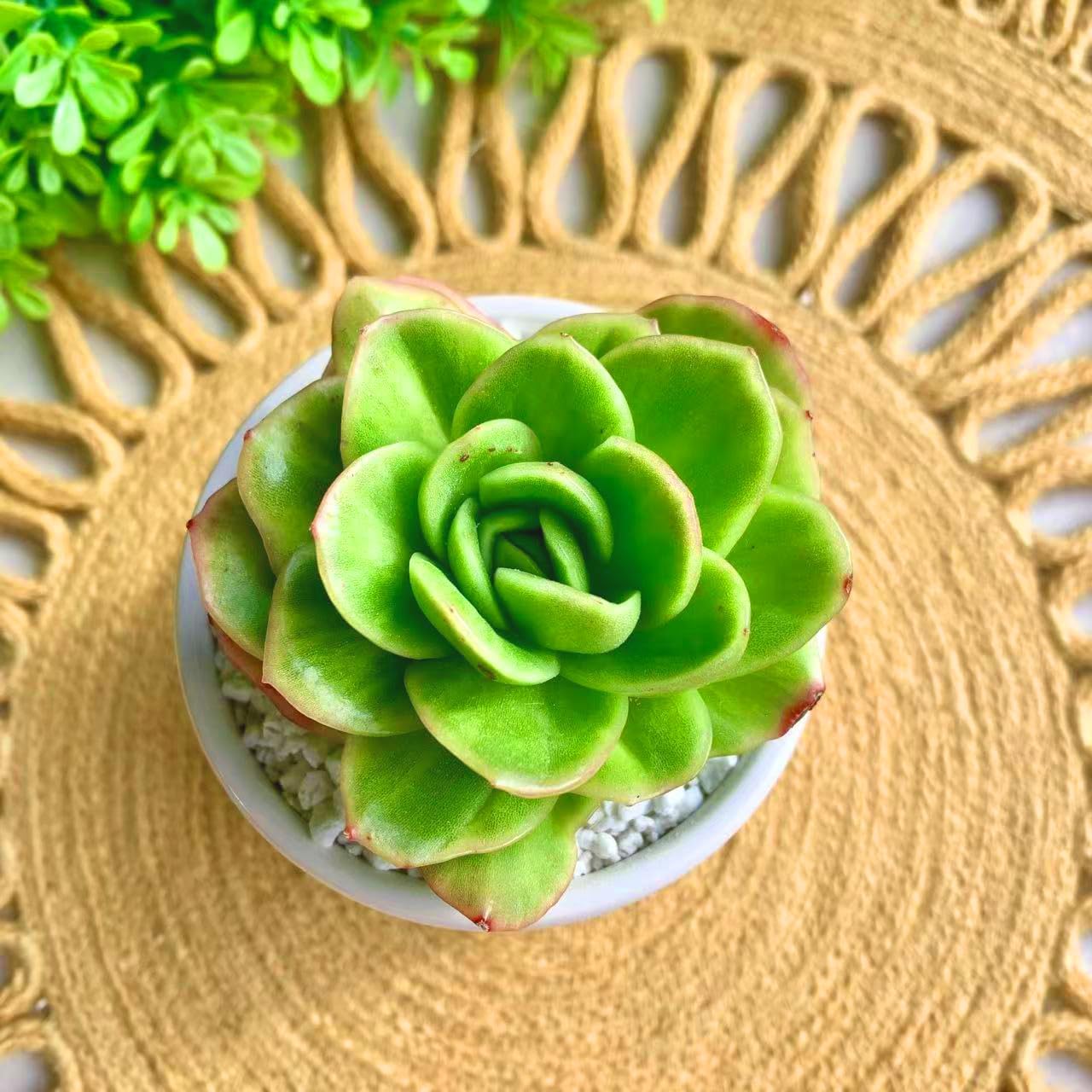 FWPP Succulents Plants Live,Echeveria ice Rose Variegated 3.5 inches Green Mini Indoor Plants,Bare Root Without Pot Soil,Live Plants for Gift Party Wedding Garden Baby Shower DIY Decor