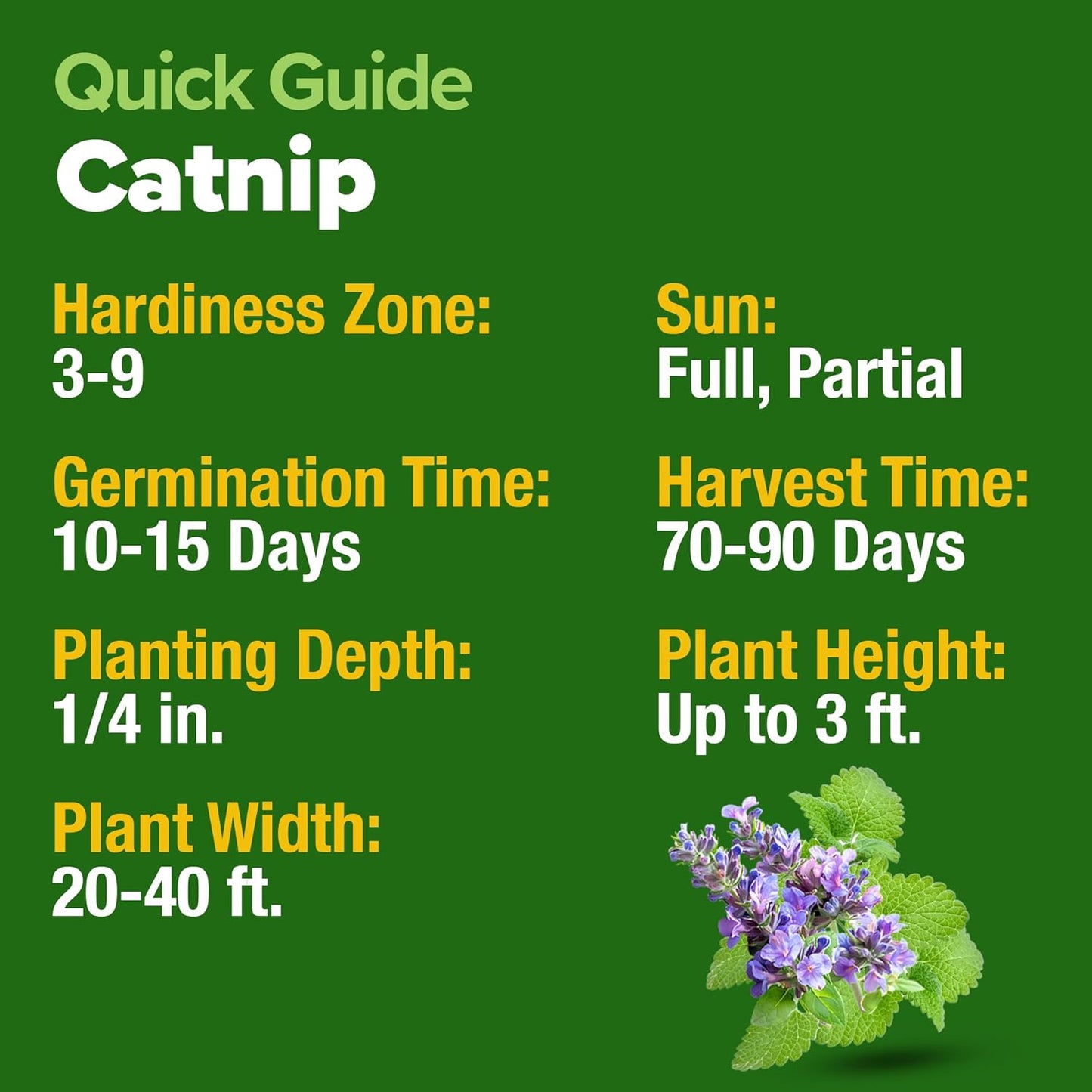 HOME GROWN 𝗨𝗦𝗔 𝗣𝗥𝗘𝗠𝗜𝗨𝗠 Catnip Seeds (Bulk Pack) 𝗡𝗢𝗡-𝗚𝗠𝗢 Heirloom Herb 2,116 Seeds - Indoor or Outdoor Seed - High-Germination Cat Nip - Cat Safe Plants (Nepeta cataria)