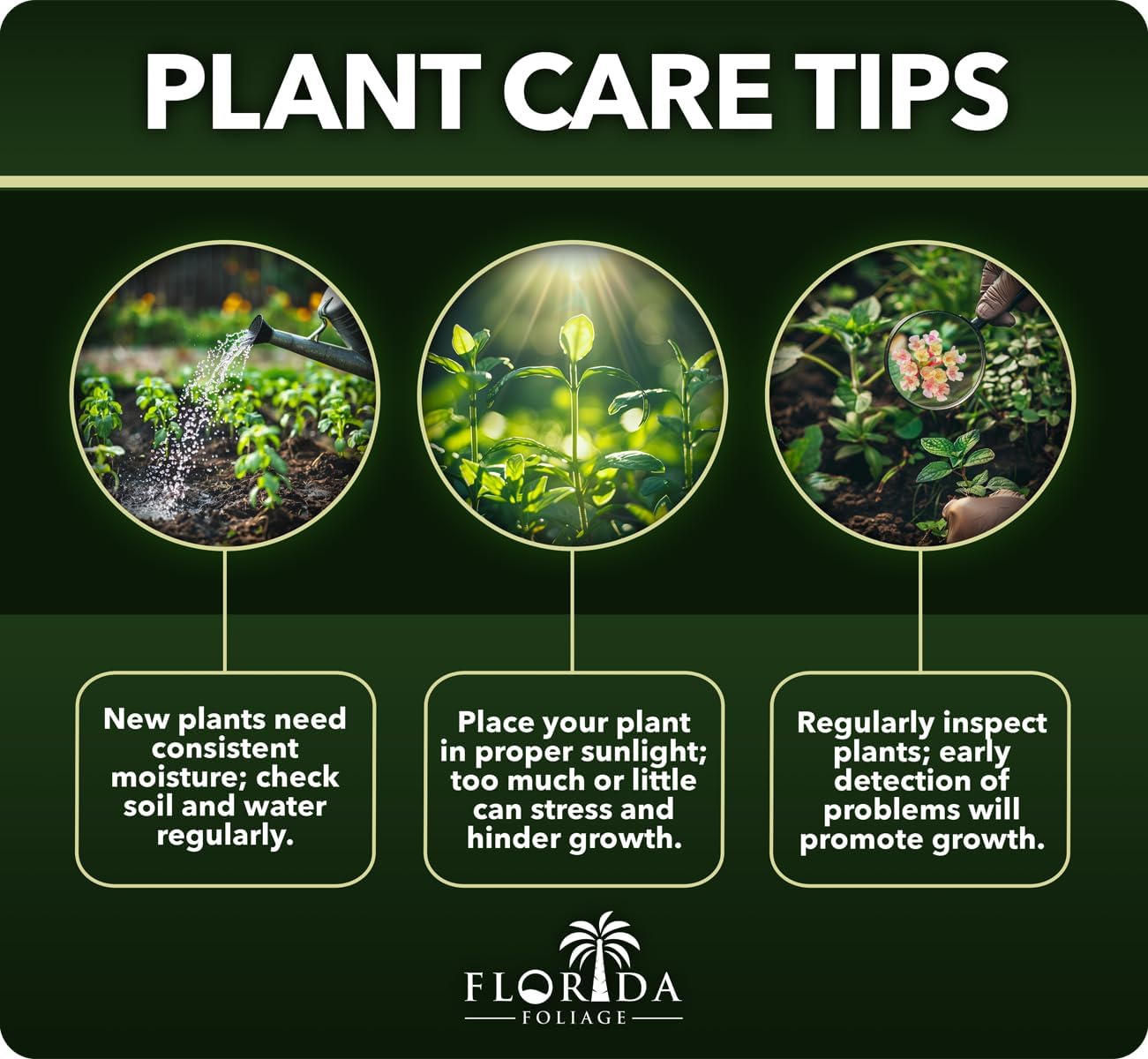 Japanese Holly Fern - 3 Live Plants - Cyrtomium Falcatum Rochfordianum