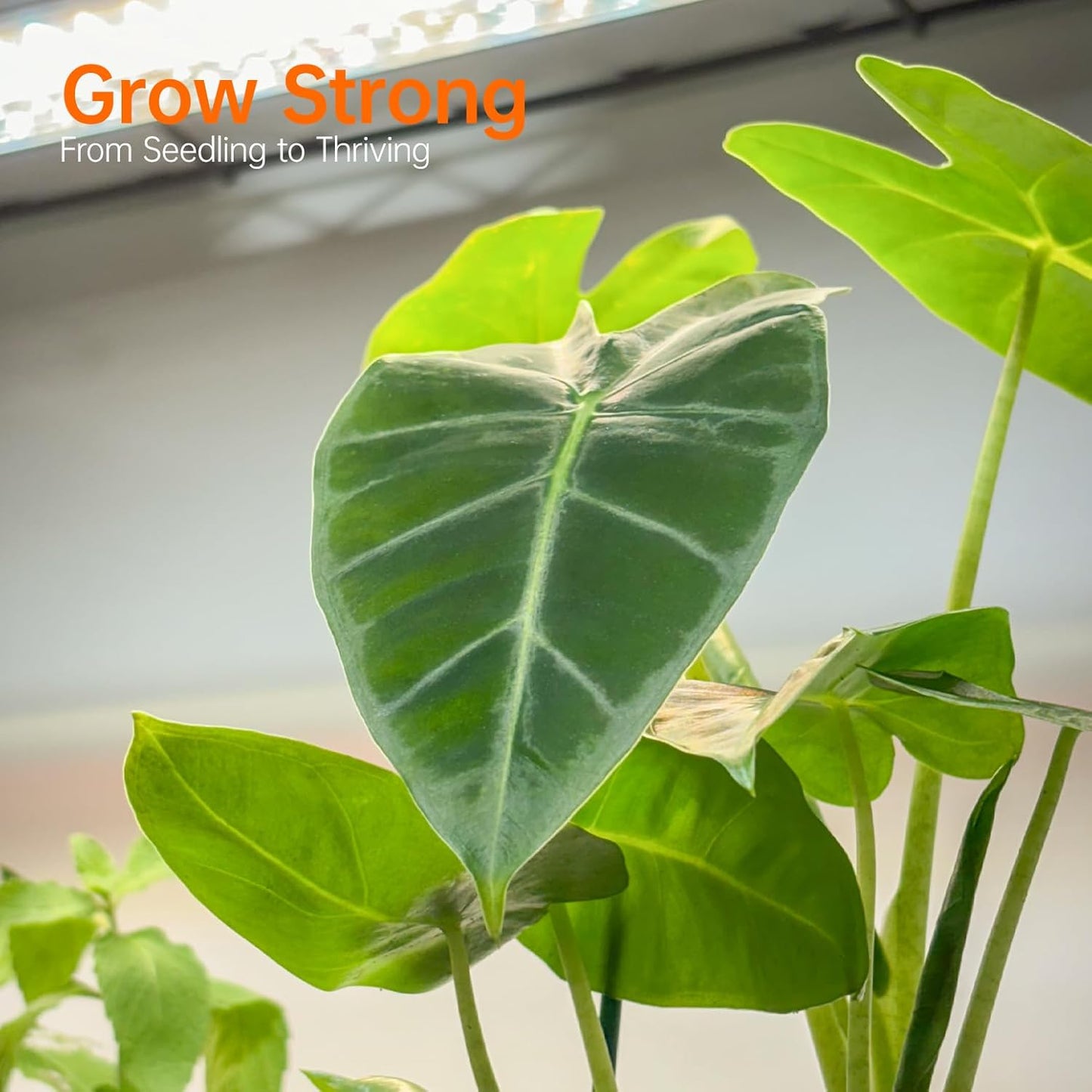 Indoor Greenhouse with Grow Light, Mini Green House with 4 Pack 24W Full Spectrum Plant Lights with Timer, Plant Shelf with Tent for Indoor Plant, Seed Starting, Seed Tray, 35.4"x13.8"x59"