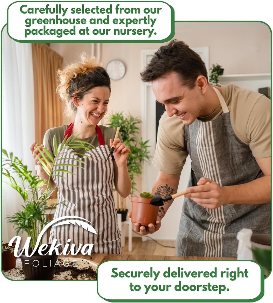 Ischia Fig Tree - 4 Live Starter Plants - Ficus Carica - Edible Fruit Tree for The Patio and Garden