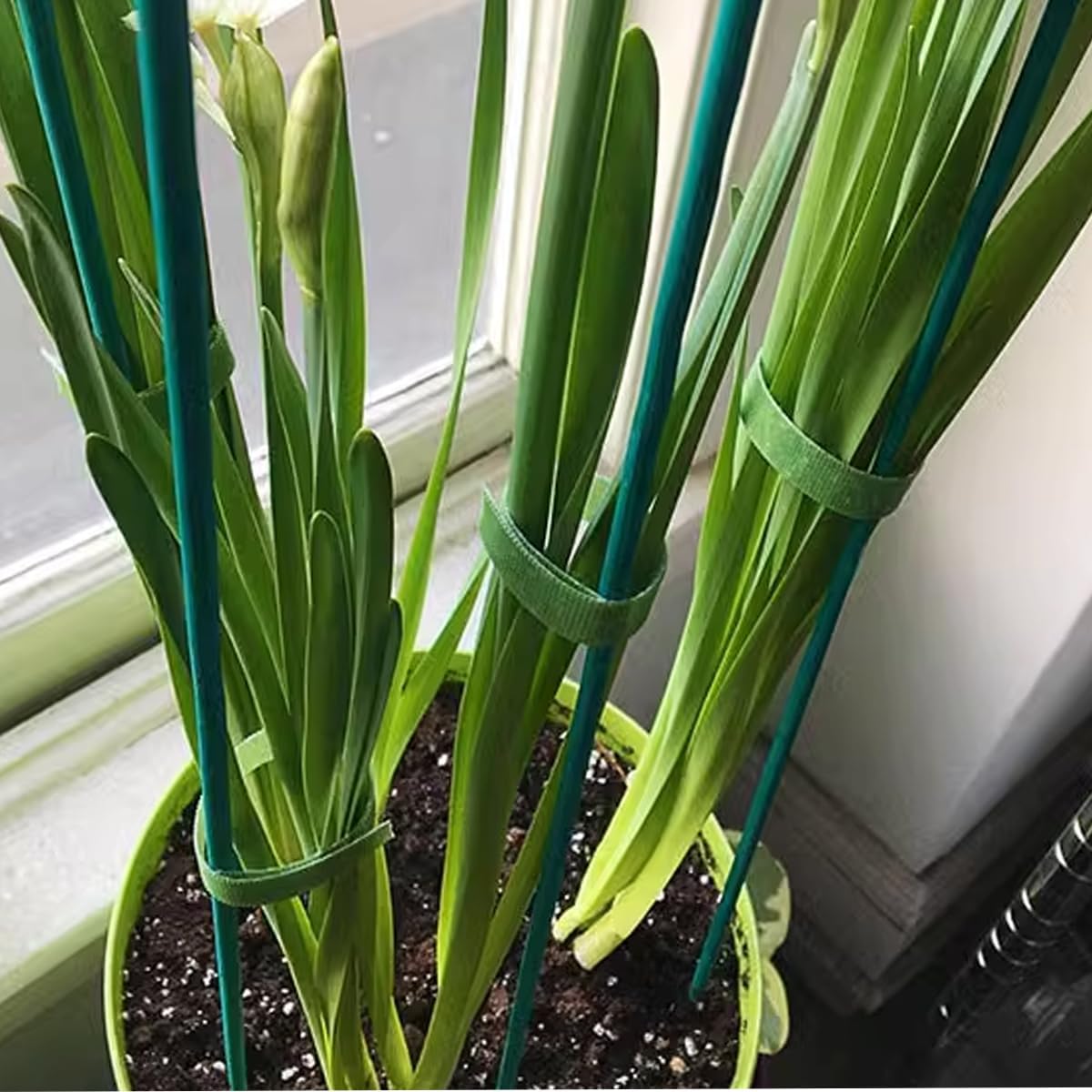 GXXMEI 100PCS 18" Plant Sticks Support with 100PCS Green Garden Ties, Green Bamboo Sticks, Garden Wood Plant Stakes, Floral/Orchid/Tomato Wooden Stakes Plant Support Stakes Wooden