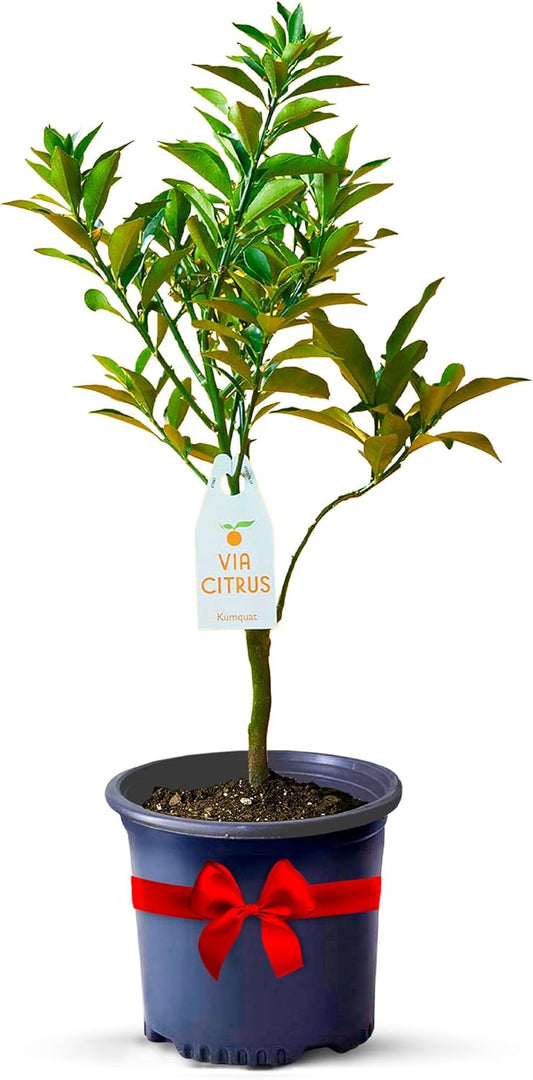 Grafted Kumquat Live Plants Outdoor Plant - Sweet Kumquat Tree, Fruiting Tree Cannot Ship: CA, AZ, TX, LA, Patio Fruit Trees, Indoor Fruit Trees Live Plants, Kumquats Plant by Via Citrus