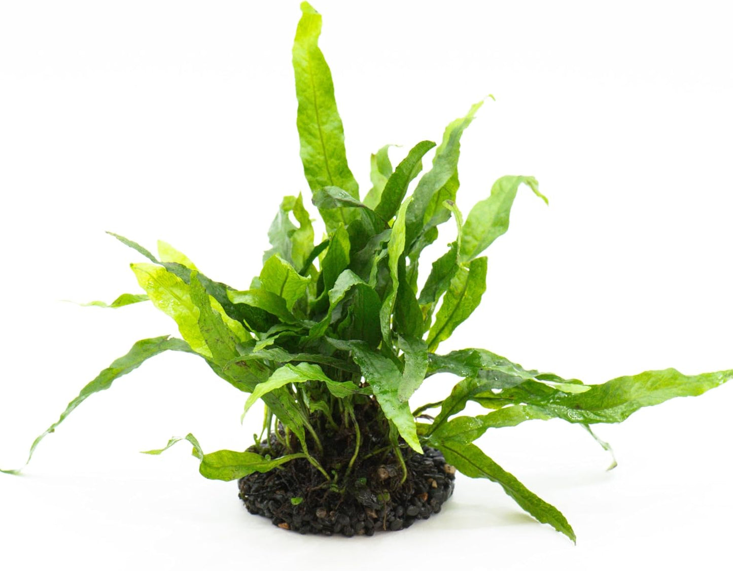 Java Fern Live Aquarium Plants – Windelov, Narrow Leaf & More– Easy Aquascaping Plants for Freshwater Tanks, Low Light, No CO₂ (Java Fern Petite on Nutripad)