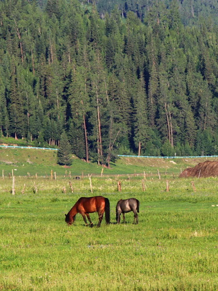 Electric Fence Polywire 656 Feet，200 Meter，6 Stainless Steel Strands for Reliable Conductivity and Rust Resistance，Portable Electric Fence Rope